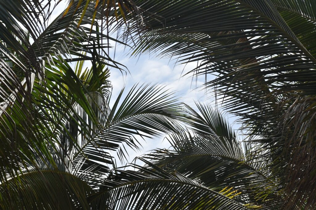 Palmy symbolem zmiennej natury człowieka